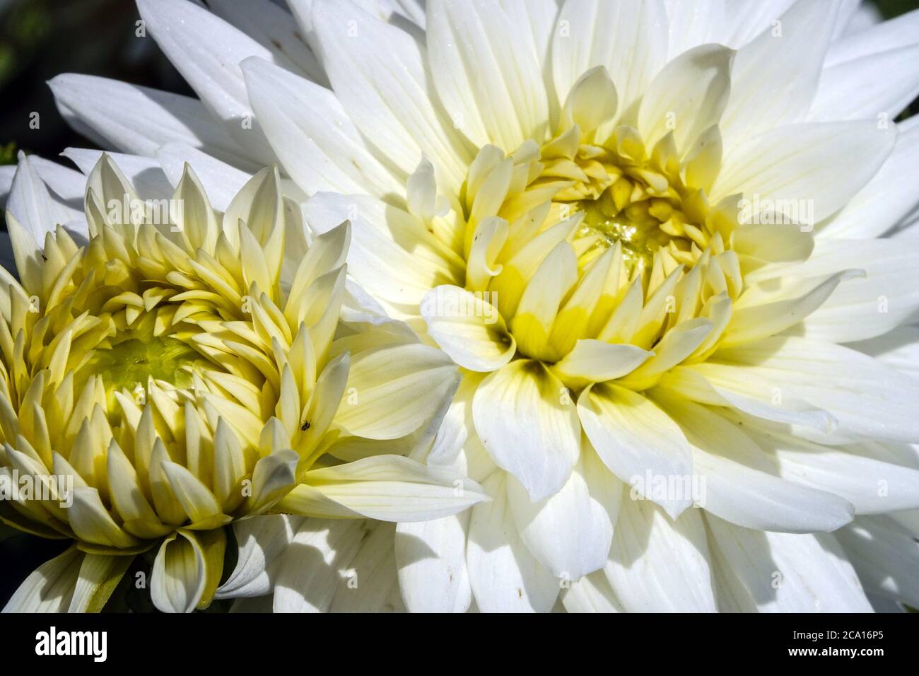 Weiße Dahlien Meine Liebe Blume Weiße Dahlien Kaktusblume Stockfoto