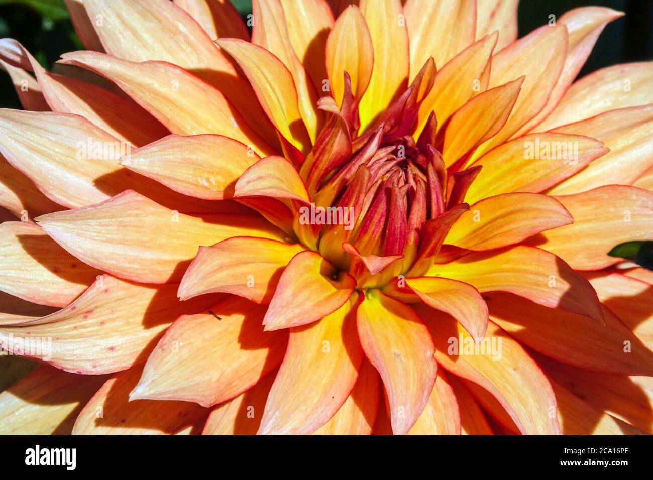 Orangefarbene Dahlia-Kaktusblüte „Herbstfee“ Stockfoto