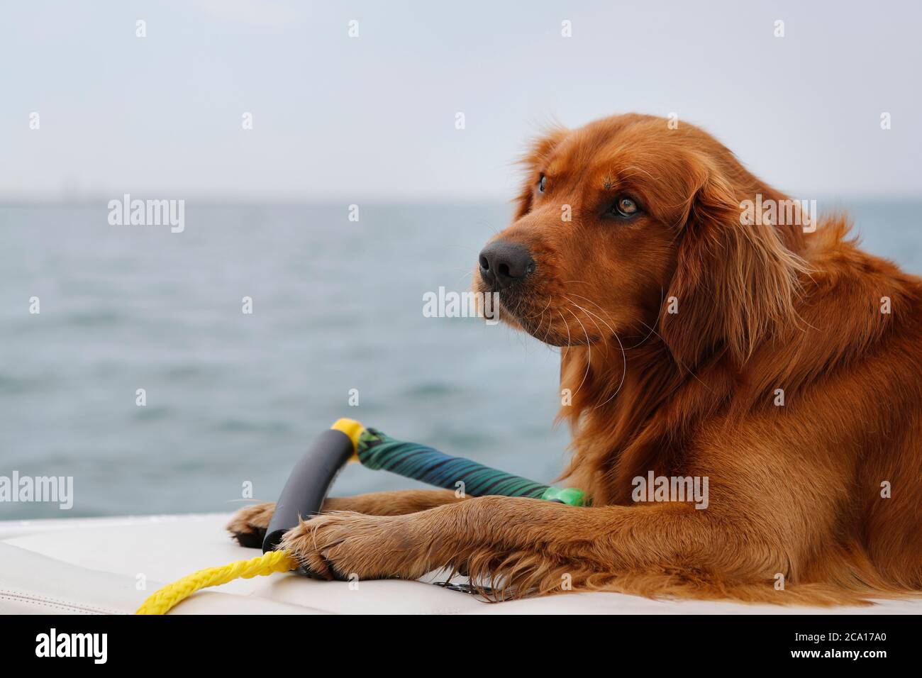 Golden Retriever Hund auf einem Bootsdeck. Stockfoto