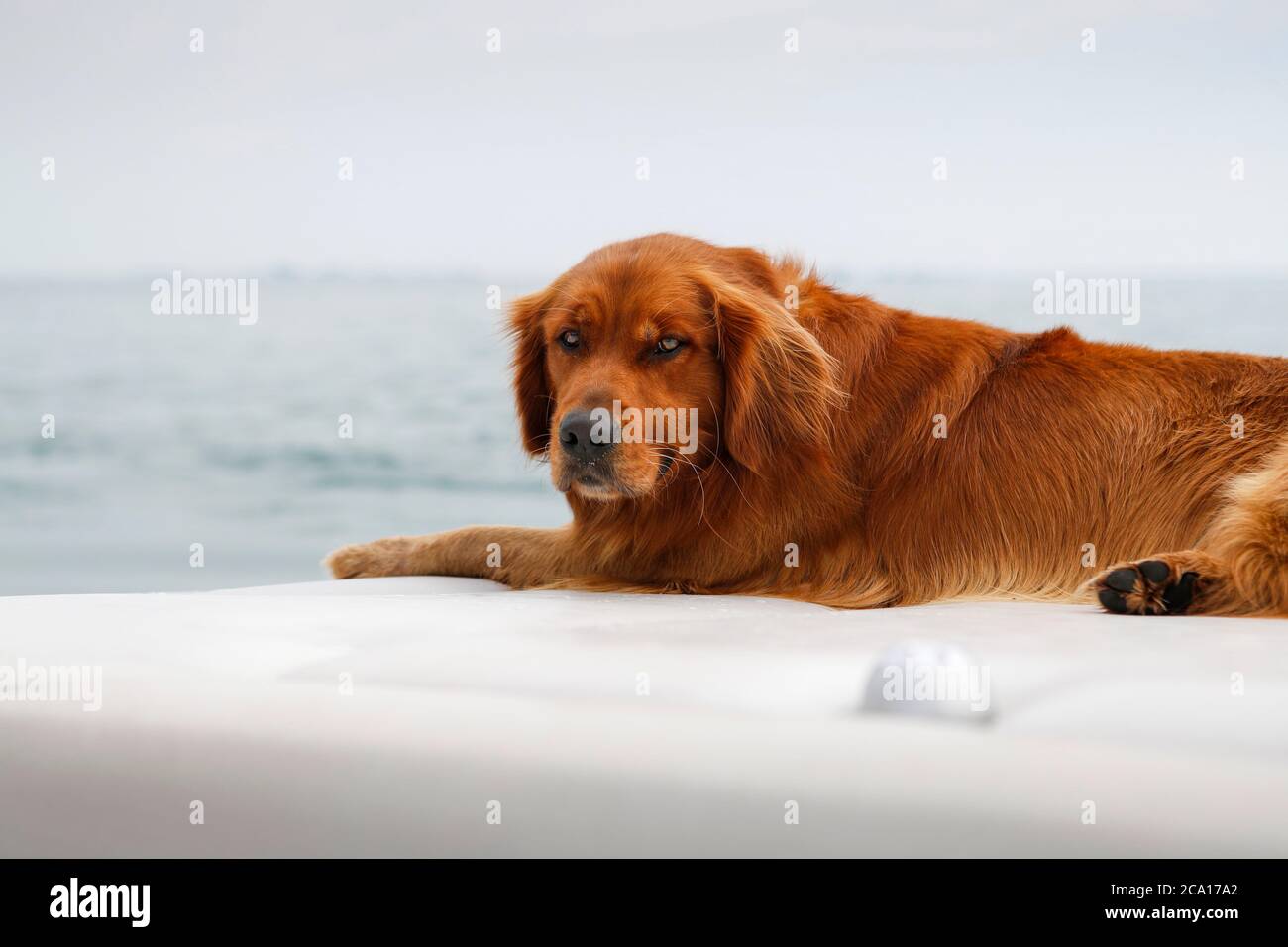 Golden Retriever Hund auf einem Bootsdeck entspannen. Stockfoto