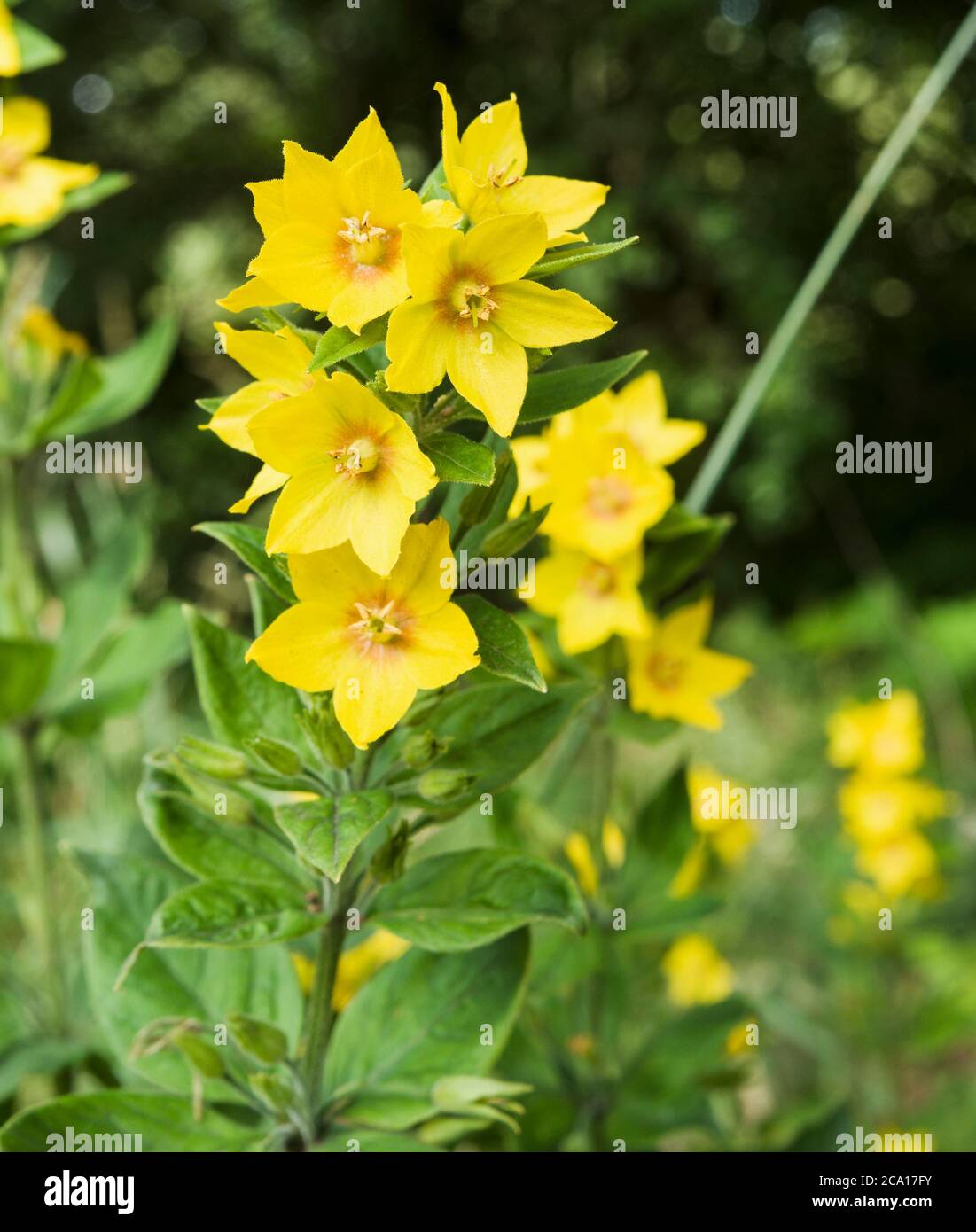 Yellow loosestrife lysimachia vulgaris in -Fotos und -Bildmaterial in ...