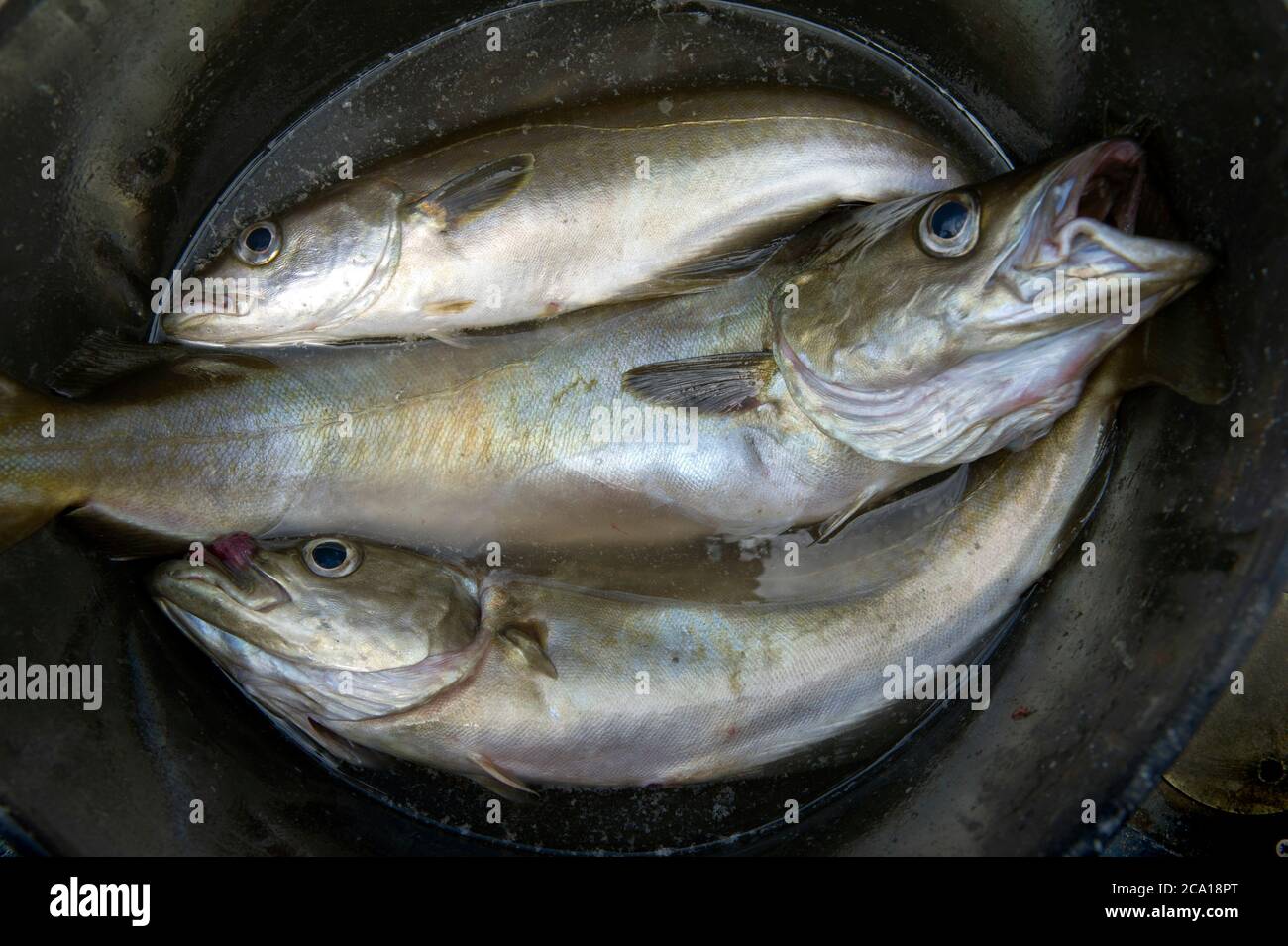 Frisch gefangener Cornish Pollack Fisch Stockfoto