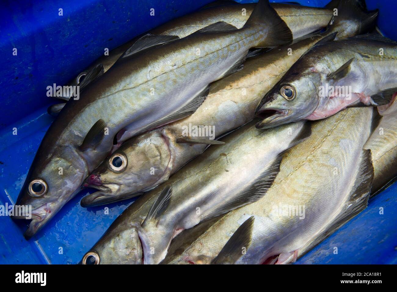 Frisch gefangener Cornish Pollack Fisch Stockfoto