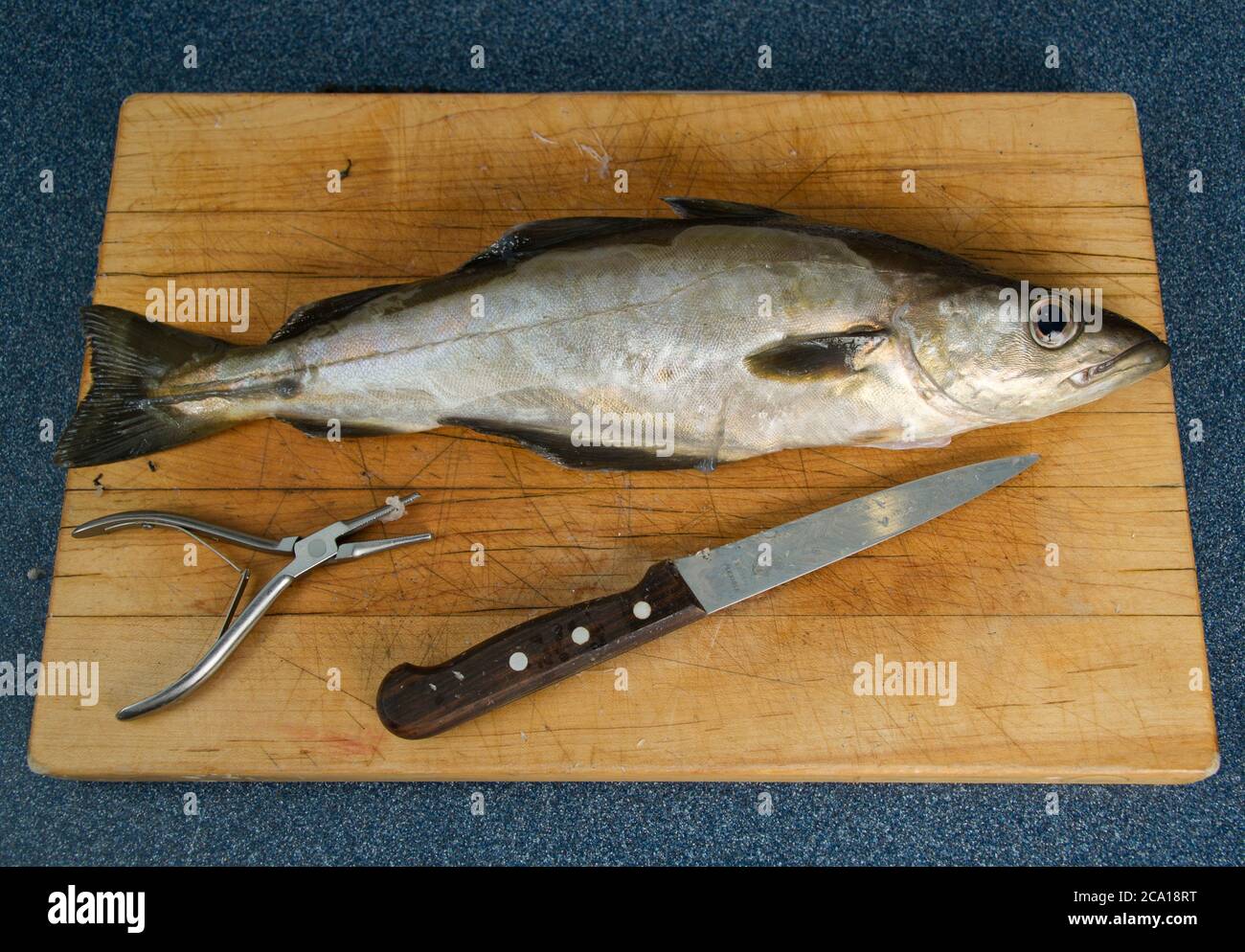 Frisch gefangener Cornish Pollack Fisch auf einem Schneidebrett, das fertig zum Filetieren ist Stockfoto