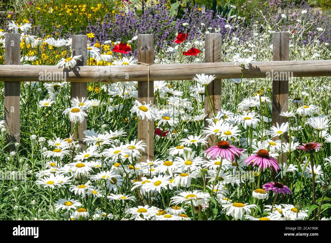 White Shasta Gänseblümchen wächst am Gartenzaun harte mehrjährige Blumen Scenic Plant Season Full Bloom Juli Dekoratives Bett Blooming Summer Cottage Garden Stockfoto