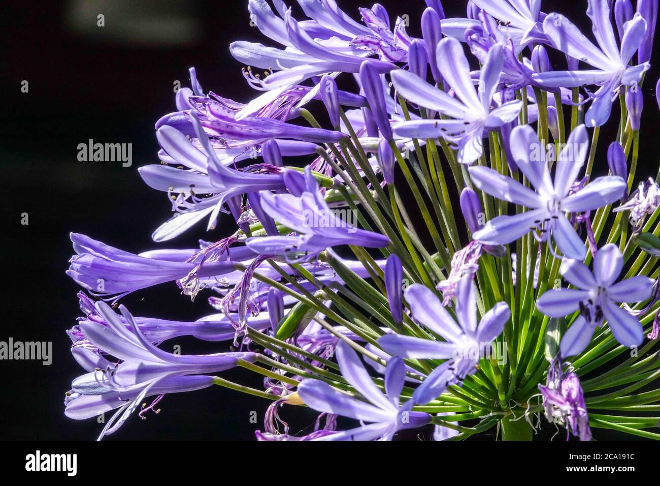 African Blue Lily Agapanthus africanus blüht Stockfoto