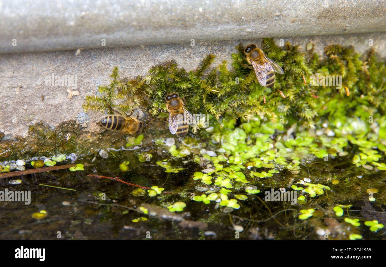 Bienen trinken Stockfoto
