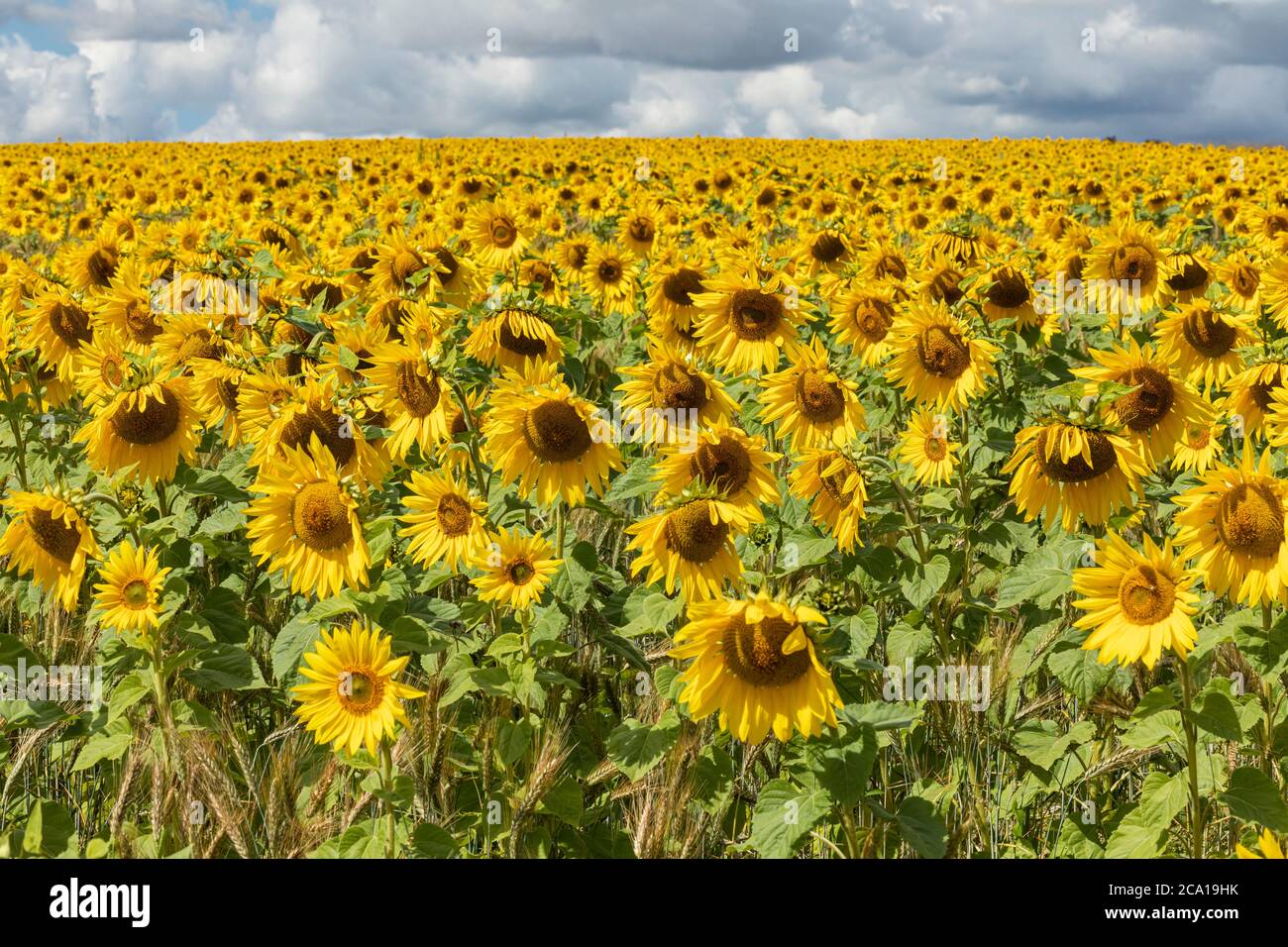 Ein Feld von leuchtend gelben Sonnenblumen, die vor den Toren von Tilshead auf der Salisbury Plain, Wiltshire, England, Großbritannien blühen. Ein wunderbares Sommerblumenfeld. Stockfoto