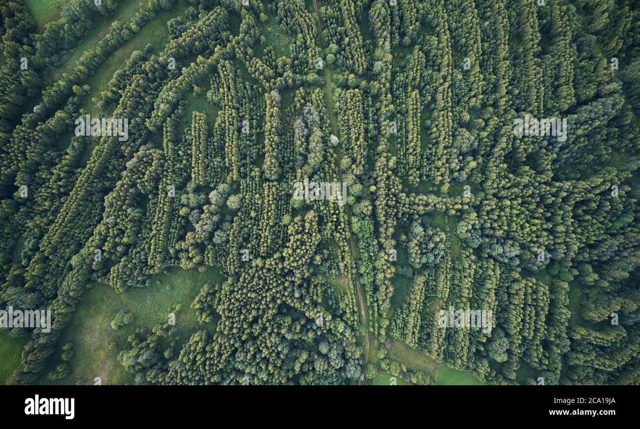 Wald Labyrinth Form Linien Luftdrohne über Draufsicht Stockfoto