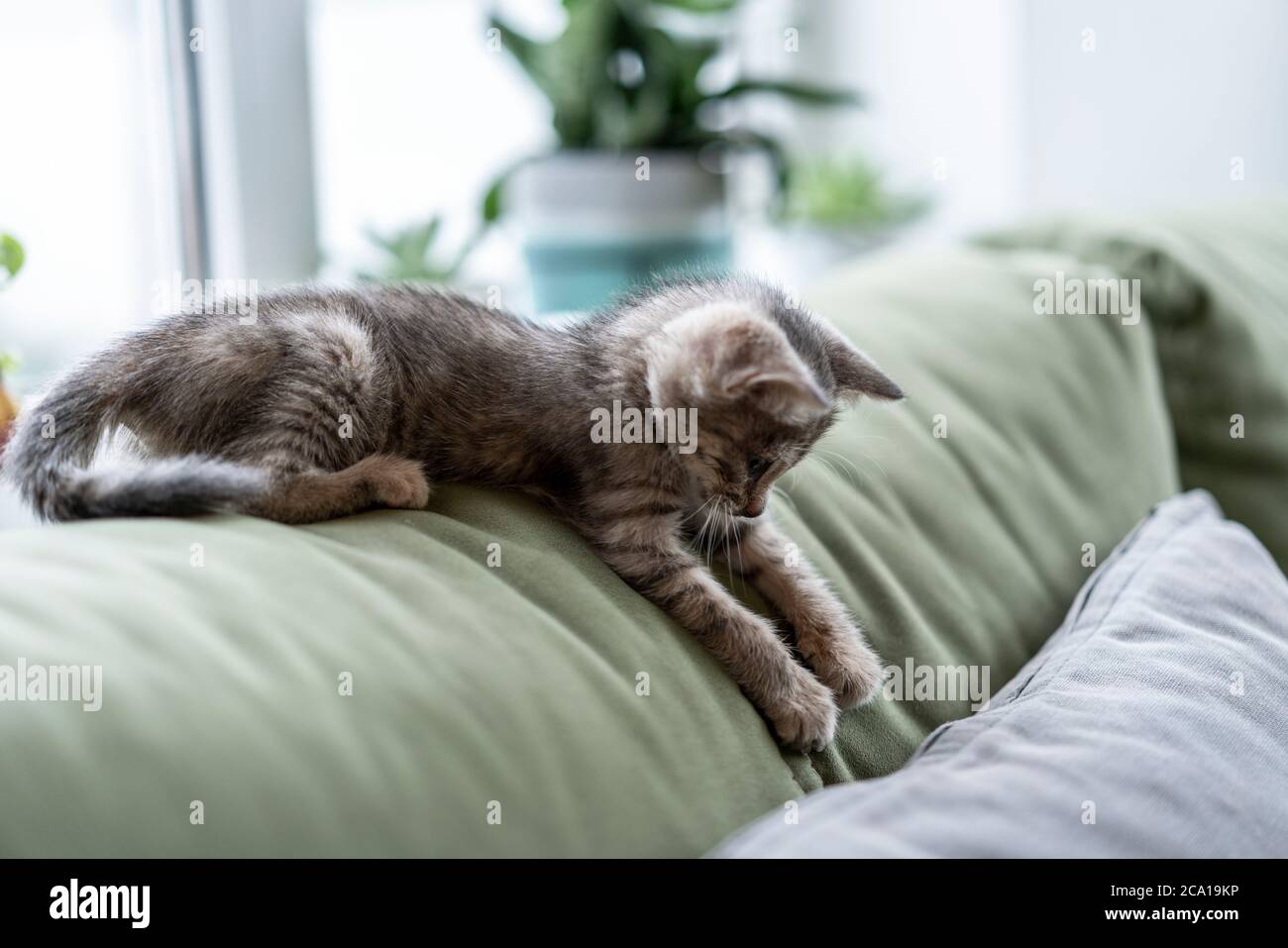 Schöne kleine Katze liegt auf einem grünen Sofa. Schlafende Katze im Haus auf einem unscharfen hellen Hintergrund. Die Katze ruht. Stockfoto