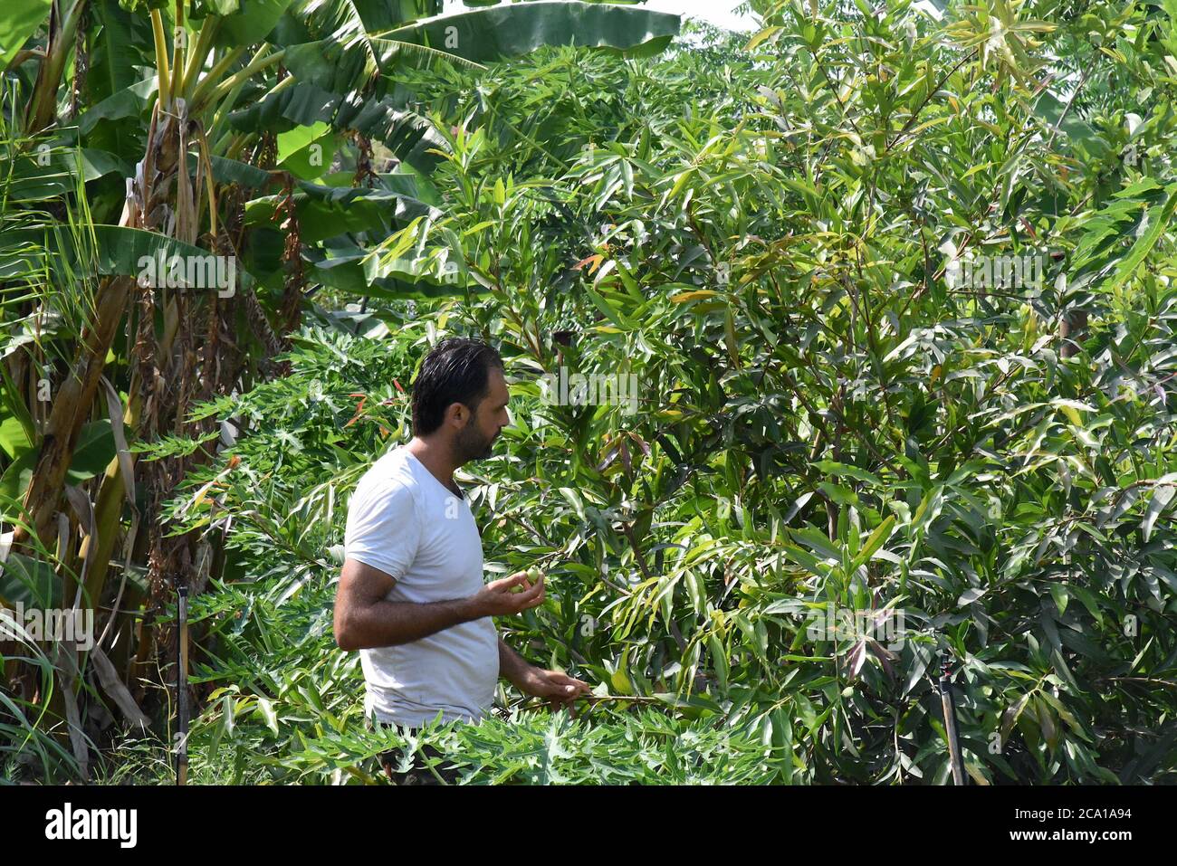 Tartus, Syrien. August 2020. Hasan Muhammad prüft Früchte in einem tropischen Park in Tartous, Syrien, am 28. Juli 2020. Quelle: Hummam Sheikh Ali/Xinhua/Alamy Live News Stockfoto
