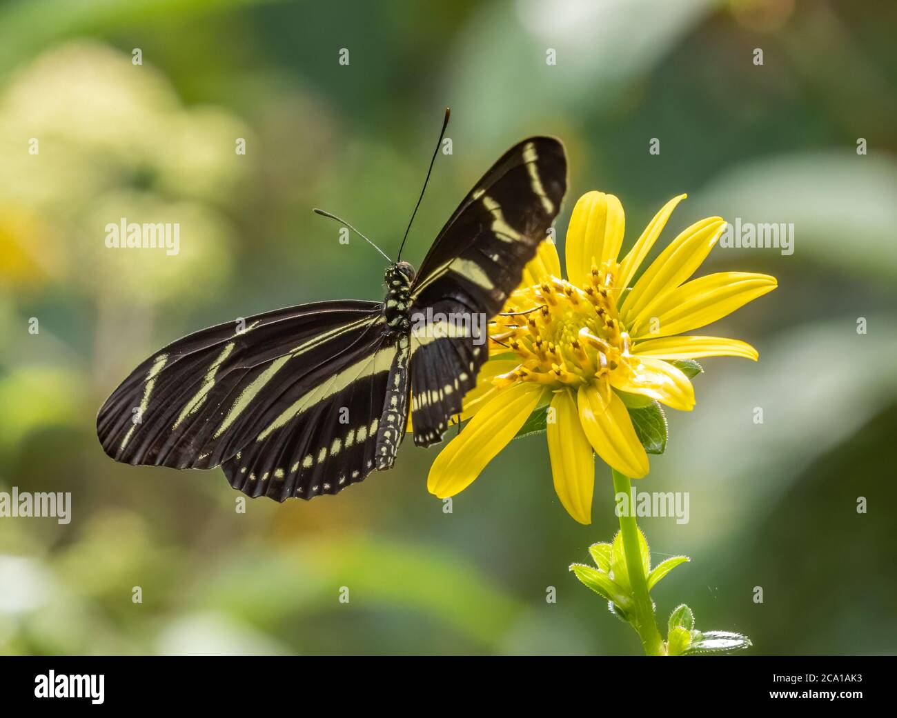 Nahaufnahme von Heliconius charthonia, dem Zebra Longwing oder Zebra Heliconian Schmetterling auf einer gelben Blume Stockfoto