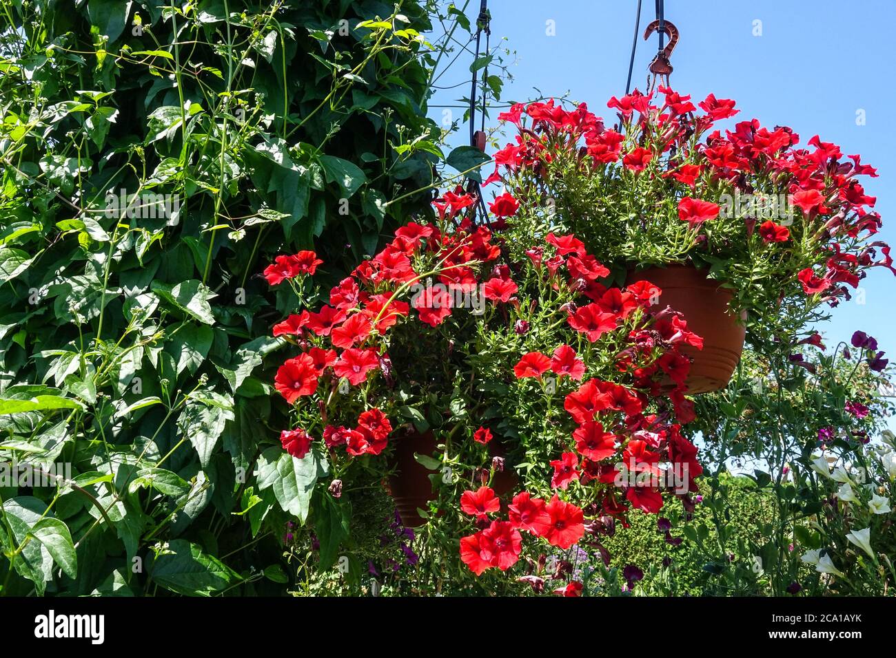 Rote hängende Pflanzen blühen Stockfoto