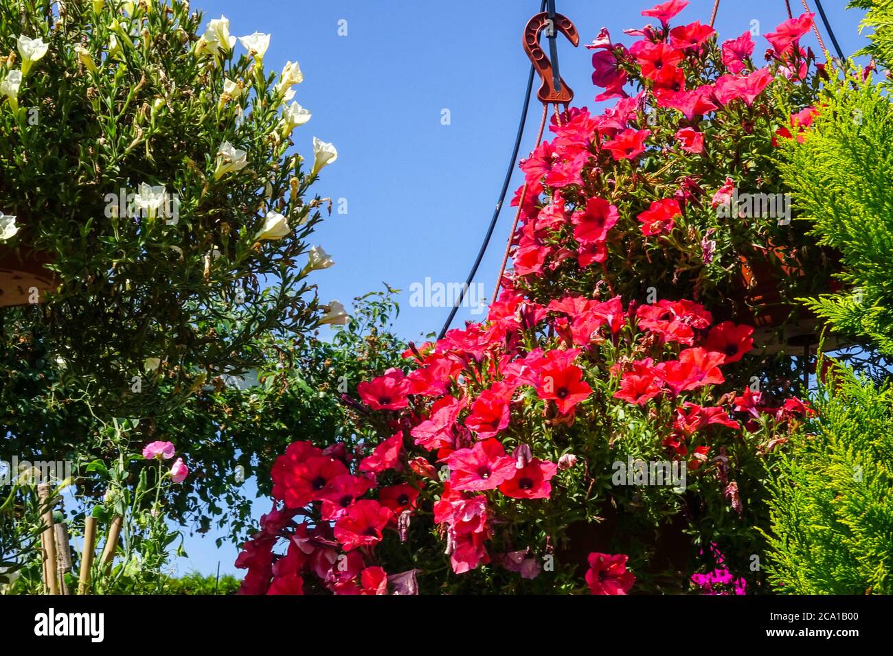 Hängende Pflanzen auf Gartenveranda rote Blumen Stockfoto