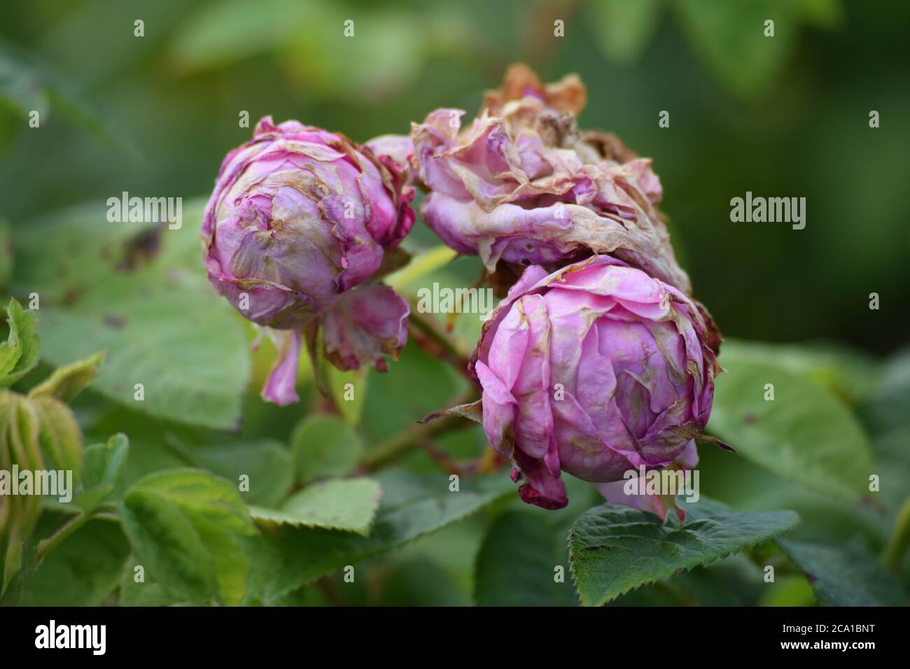 Verwelkt rosa Moos Rosen in einem irischen Garten während der Sommer Stockfoto