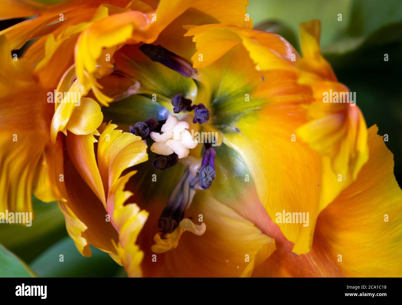 Nahaufnahme von orangefarbenen und gelben Papageientulpenblüten mit grünen Blättern in verschwommenem Hintergrund Stockfoto