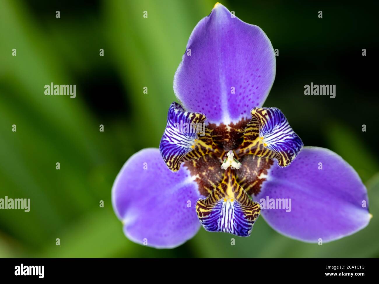 Nahaufnahme der hellen und bunten Neomarica gracilis, bekannt als Walking Iris, Blume im selektiven Fokus Stockfoto