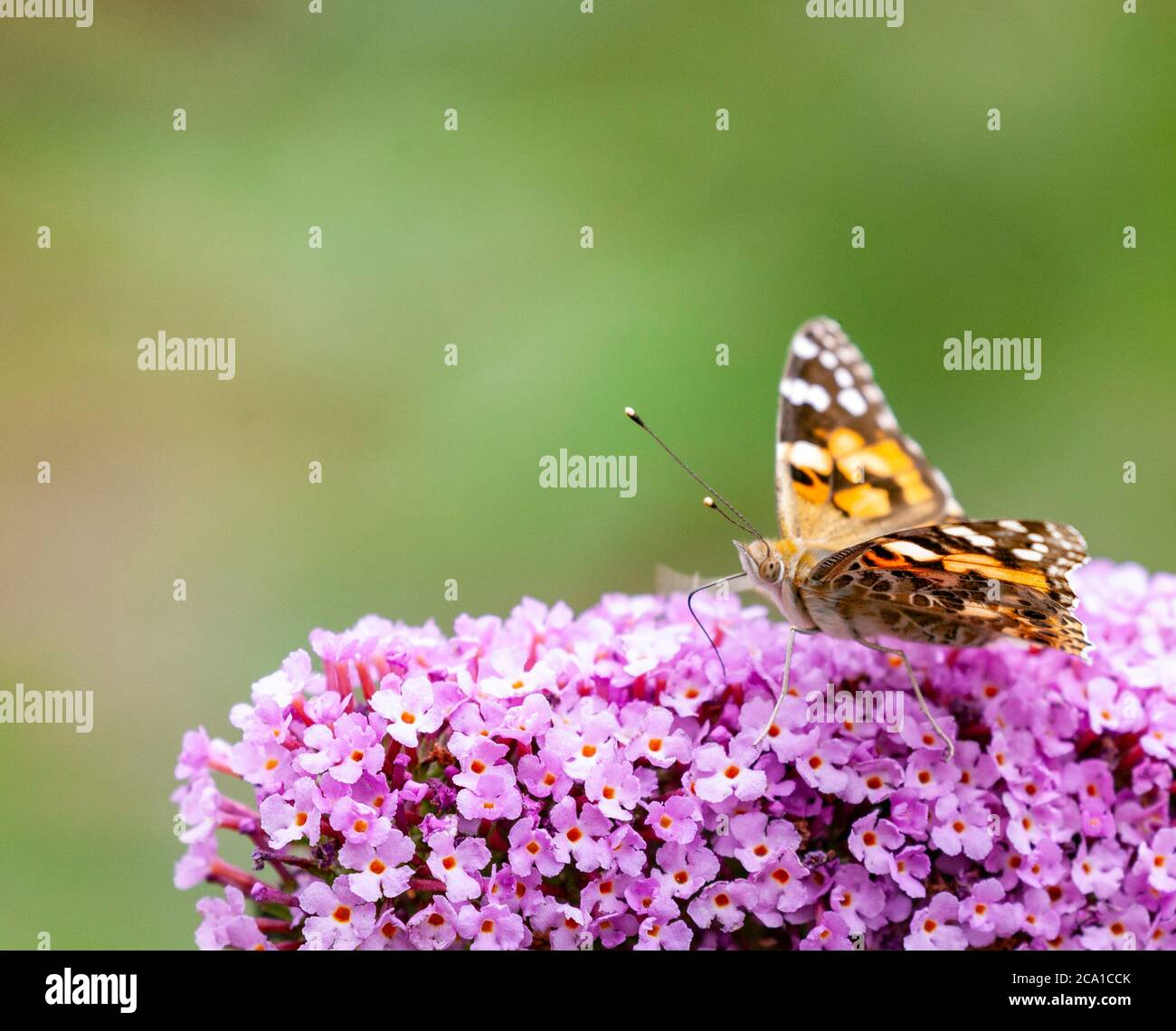 Ein Schmetterling der gemalten Dame, Vanessa cardui, trinkt Nektar aus einer rosa Buddleja davidii Blütenpanzel Stockfoto