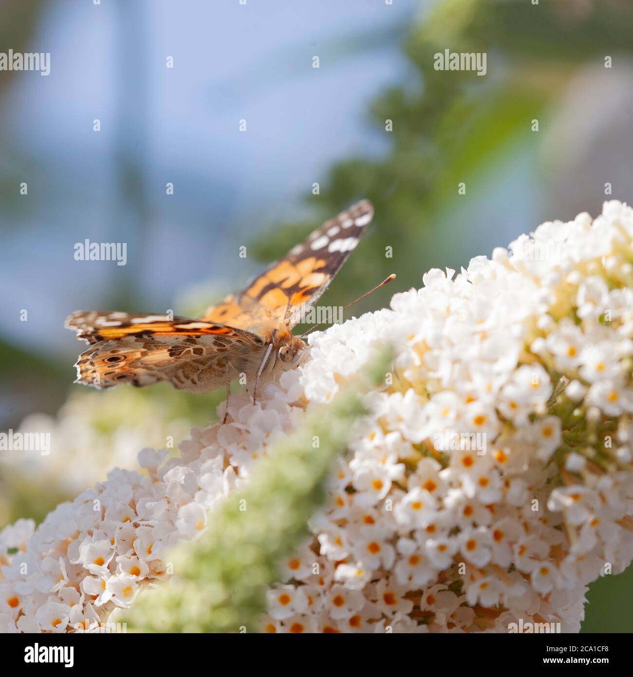 Ein Schmetterling der gemalten Dame, Vanessa cardui, auf einer weißen Buzz Buddleja-Blumenpikel Stockfoto