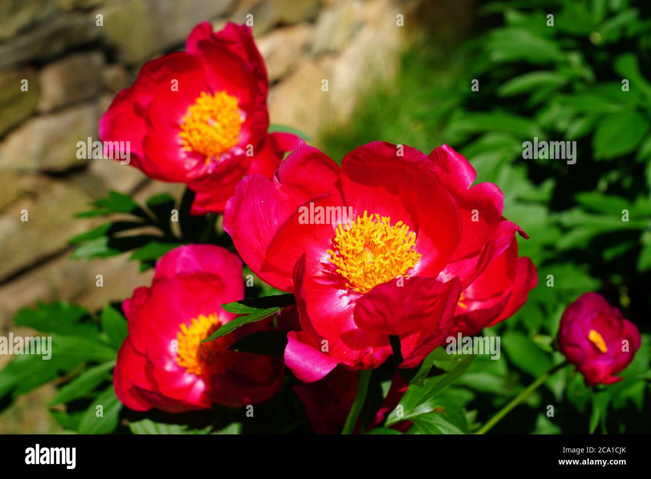 Dunkelrote Pfingstrose mit gelben Anthern in Blüte Stockfoto