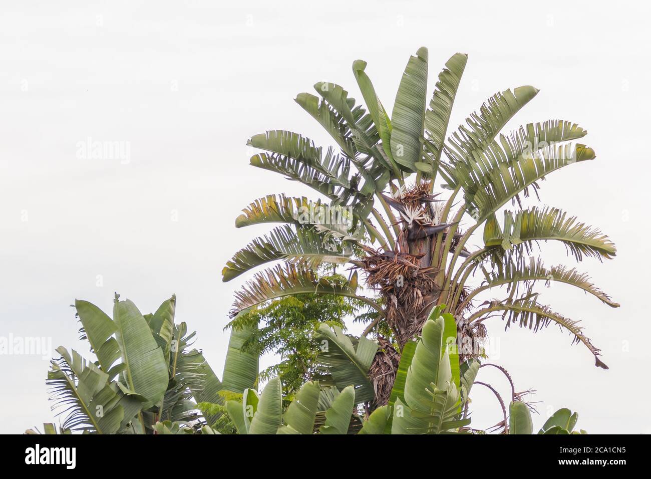 Blick auf eine blühende Pflanze weißen Paradiesvogel Stockfoto