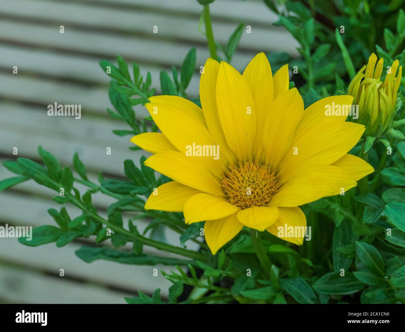 Gazania linearis Schatzblume Nahaufnahme Stockfoto