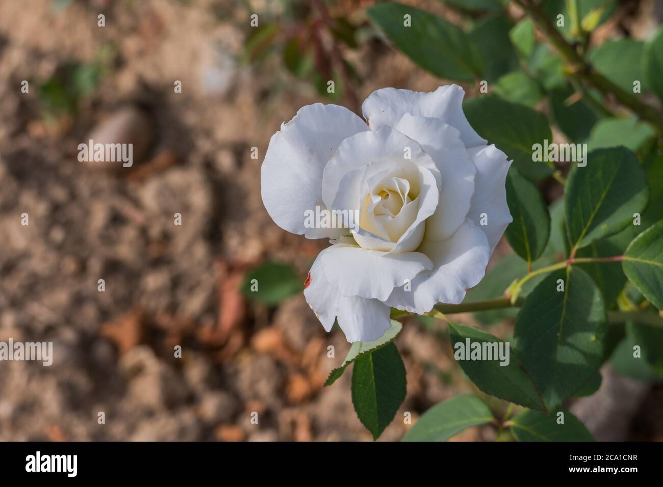hite Rose im Freien Nahaufnahme mit natürlichem Sonnenlicht Stockfoto