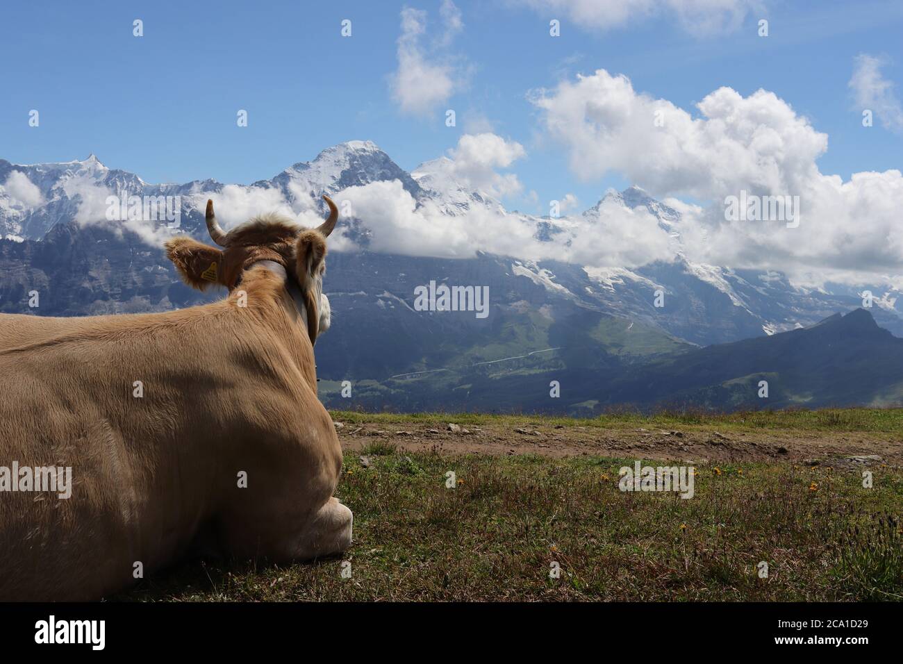 Eine Kuh am Faulhorn beobachtet den Eiger auf der anderen Seite des Grindelwalder Tals. Stockfoto