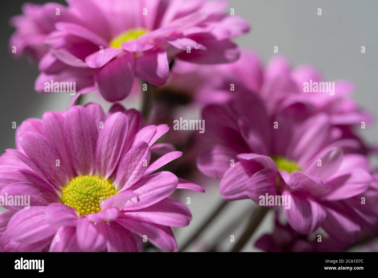 Lila Chrysanthemenblüte Stockfoto