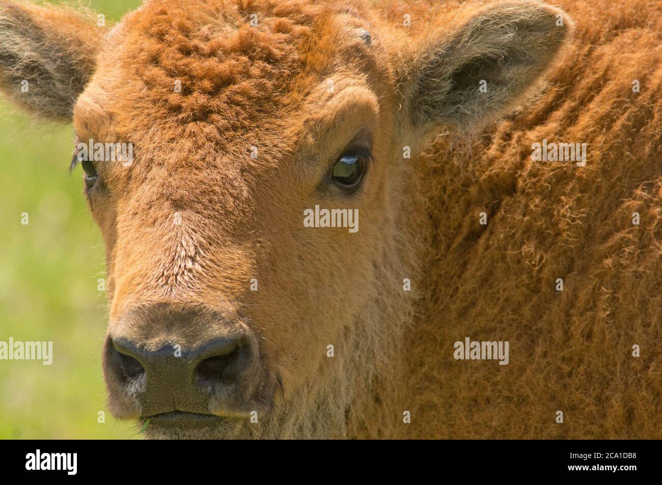 Bison-Wadenporträt Stockfoto