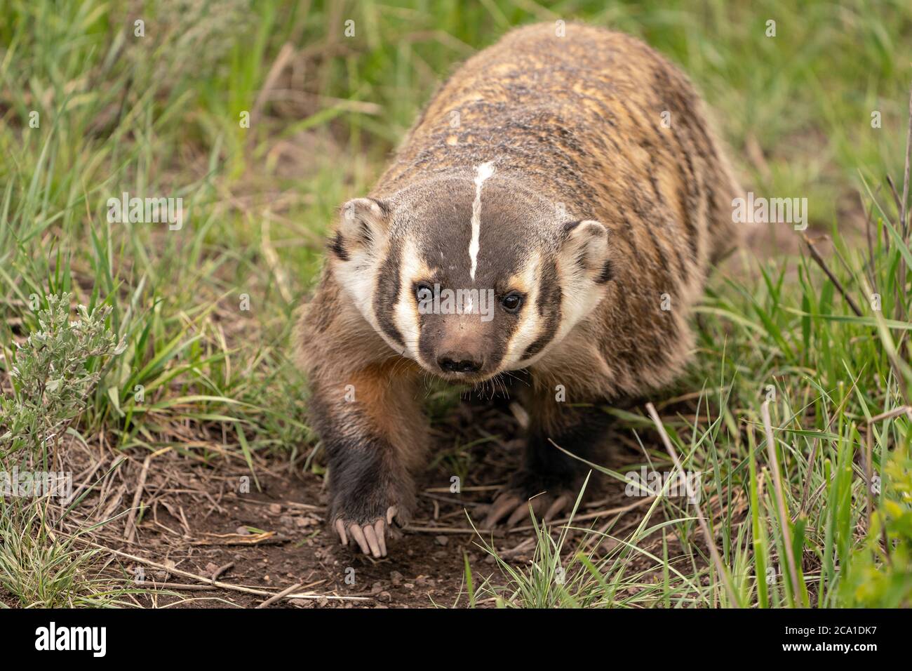 Dachs geht Stockfoto