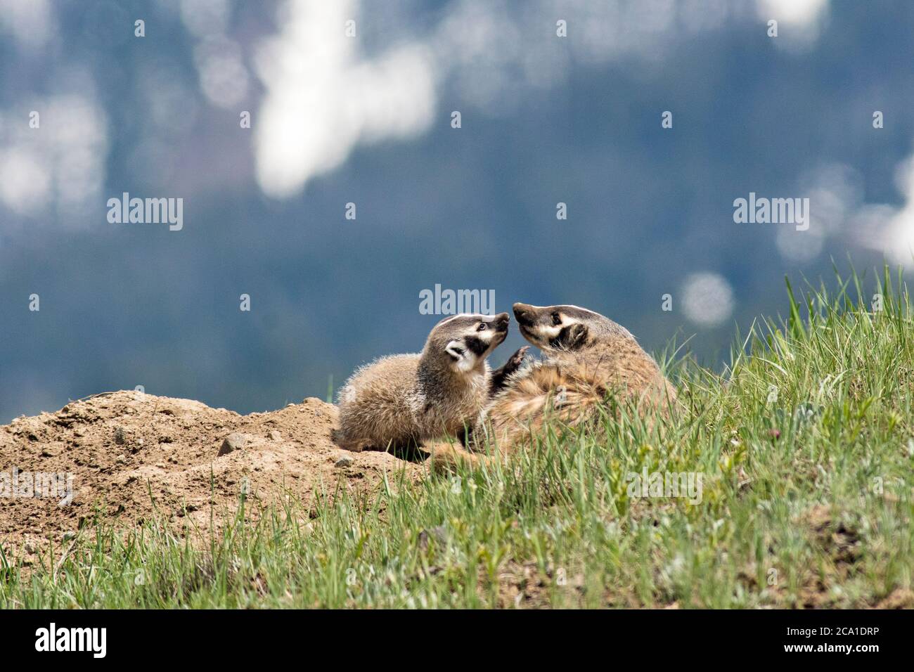 Dachs mit Baby Stockfoto