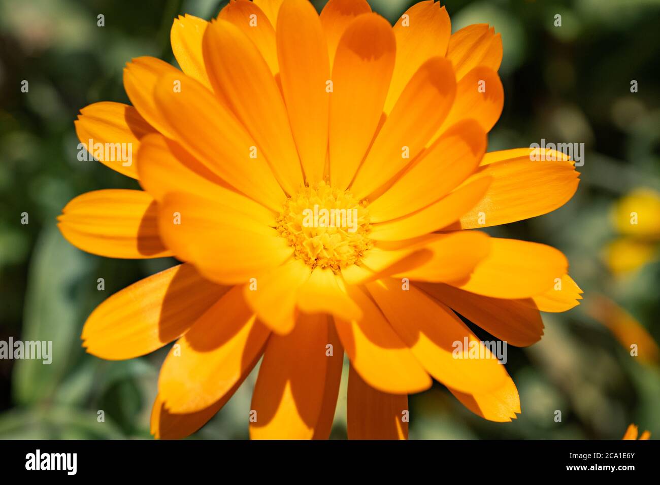 Old English Marigold (Calendula officinalis), UK Stockfoto