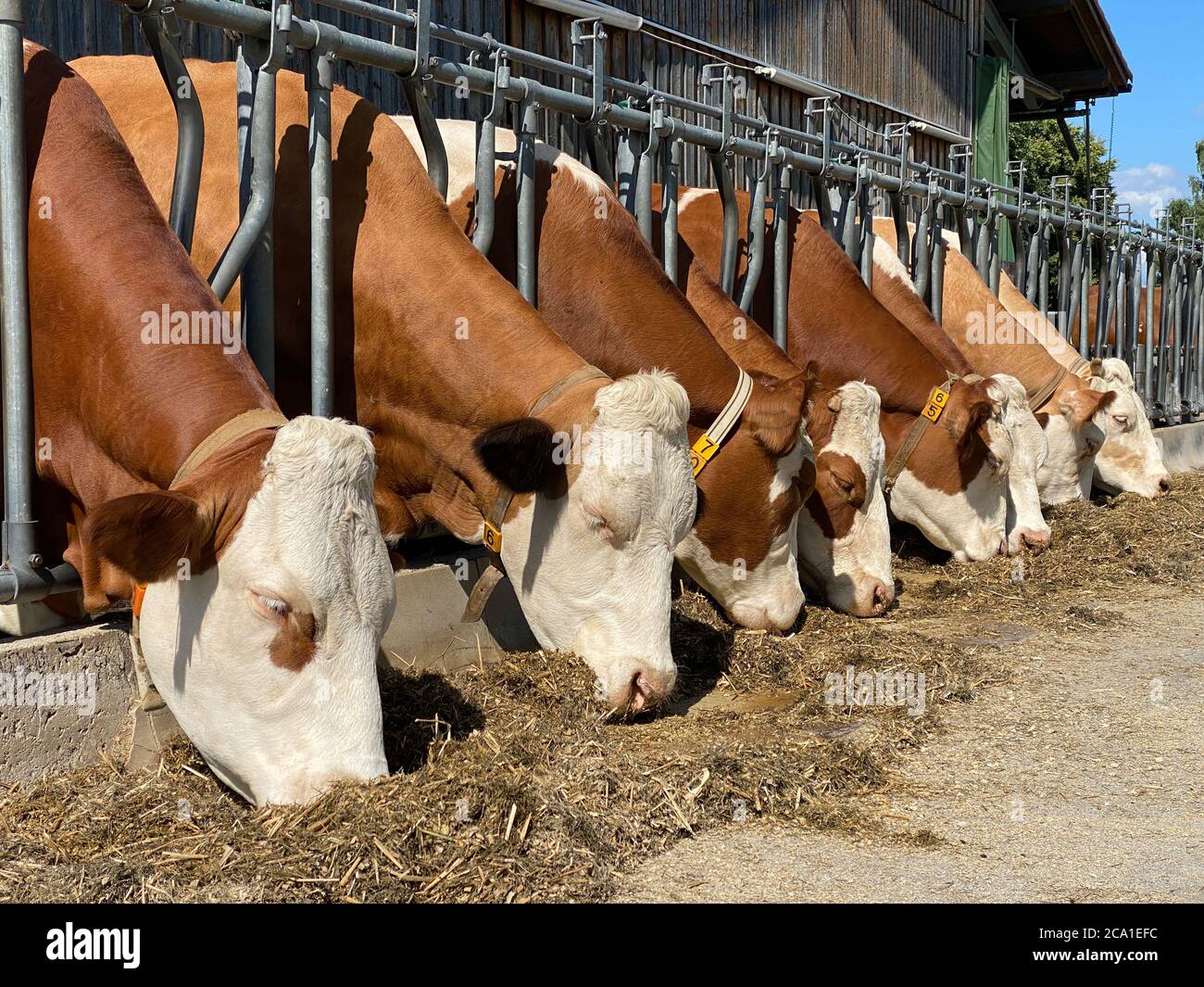 Milch Kühe essen frisches Gras im Stall Stockfoto