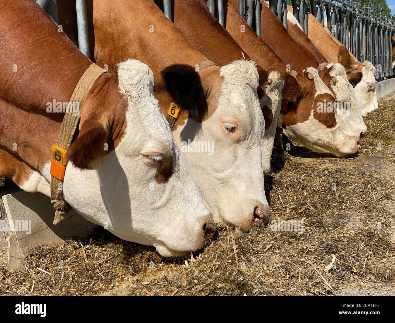 Milch Kühe essen frisches Gras im Stall Stockfoto