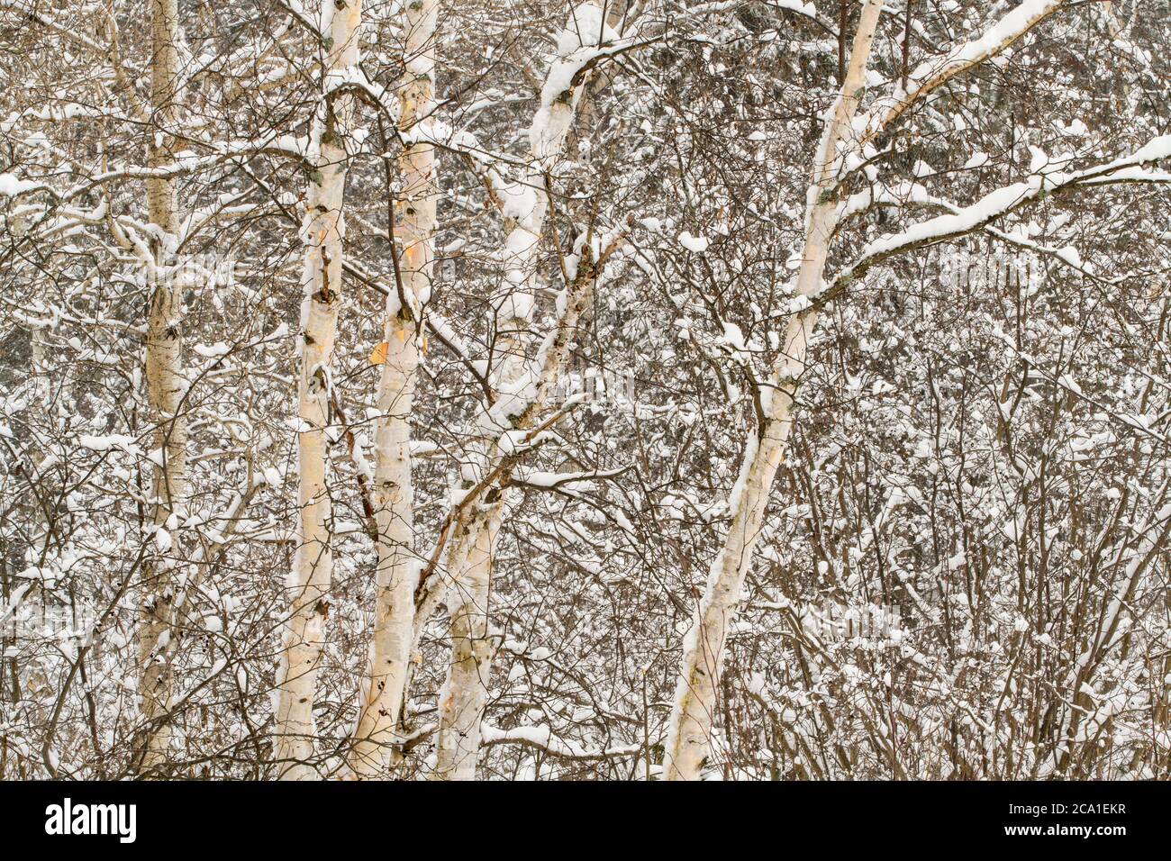 Frischer Schnee auf Bäumen nach einem Winterschneesturm, Greater Sudbury, Ontario, Kanada Stockfoto