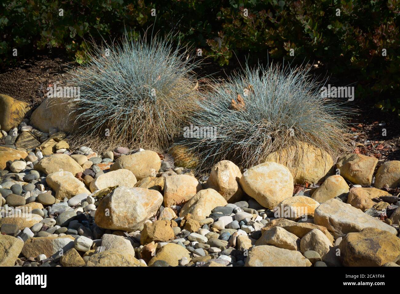 Ein trockener Fluss Rock Stream mit schönen Zierrasen Pflanzen und Sträucher Landschaftsbau in Santa Barbara, CA, USA, Stockfoto