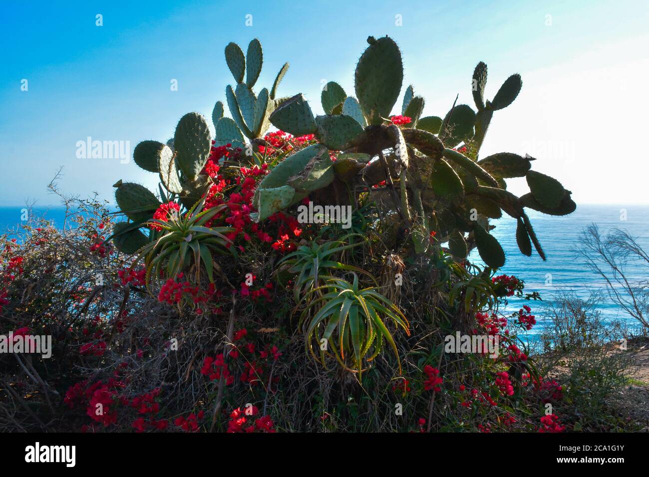 Eine Ansammlung von südkalifornischen Küstenkakteen und saftigen Pflanzen verwickelt entlang der Klippen mit Blick auf den Pazifischen Ozean in Santa Barbara, CA, USA Stockfoto