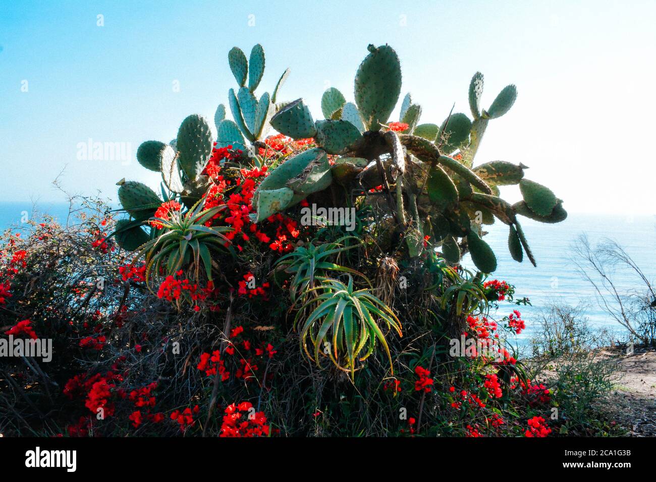 Eine Ansammlung von südkalifornischen Küstenkakteen und saftigen Pflanzen verwickelt entlang der Klippen mit Blick auf den Pazifischen Ozean in Santa Barbara, CA, USA Stockfoto