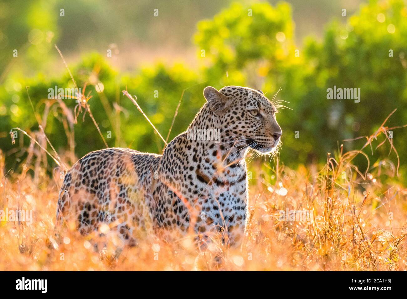Afrikanischer Leopard, Panthera pardus pardus, Masai Mara, Kenia, Afrika Stockfoto