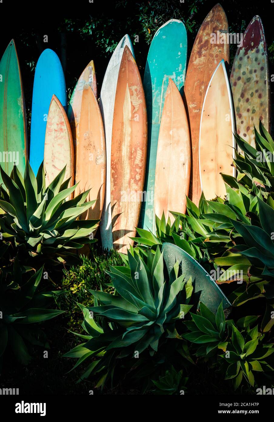 Ein vertikales Line-up von pensionierten, grungigen, Vintage Surfbrettern in einem Agavengarten in Südkalifornien Stockfoto