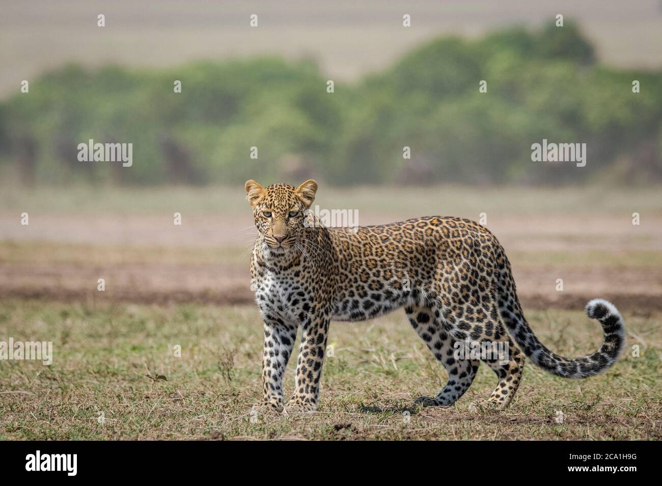 Afrikanischer Leopard, Panthera pardus pardus, Masai Mara, Kenia, Afrika Stockfoto