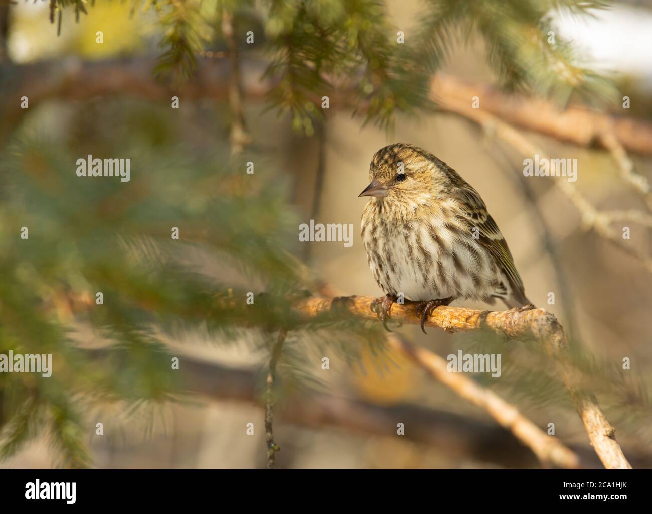Ein Kiefer Siskin, Spinus pinus, thront auf einem weißen Fichtenzweig in einem Wald in Zentral-Alberta, Kanada. Stockfoto