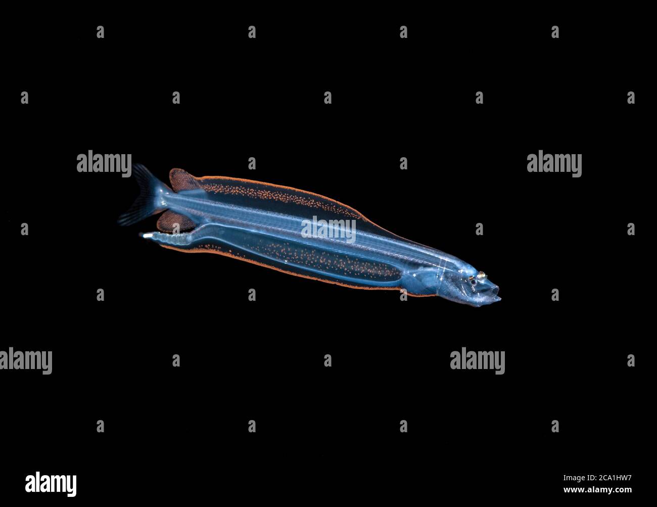 Larven Dragonfish, Bathophilus sp., ein Tiefwasserfisch aus der Familie Melanostomiidae. Fotografiert bei 40 Fuß in einer Tiefe von etwa 600 Fuß während eines B Stockfoto