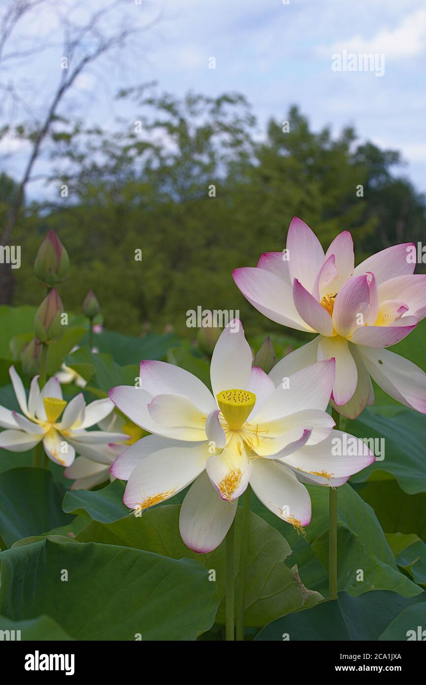 Nahaufnahme von zwei heiligen Lotusblüten Stockfoto