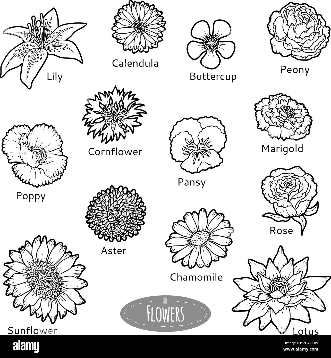 Vektor-Set von Blumen, schwarz und weiß Natur Sammlung Stock Vektor