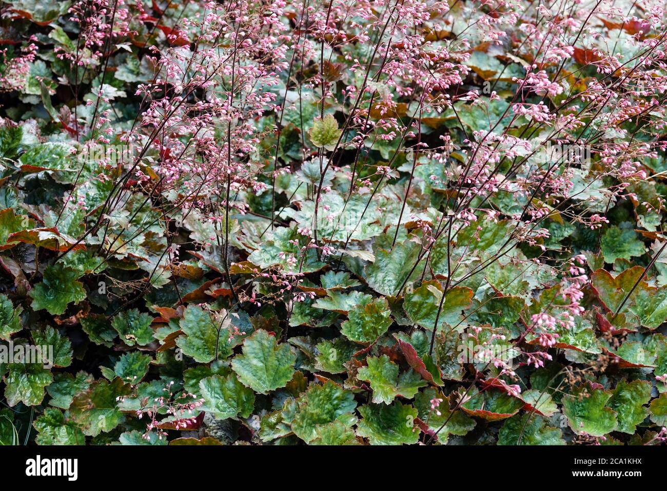 Heuchera Laub Heuchera „Cappuccino“ Mehrjährige Gartenpflanze Heucheras Blüht Im Juli Mehrjährige Stauden Harte Pflanzen Blätter Im Gartenbett Stockfoto