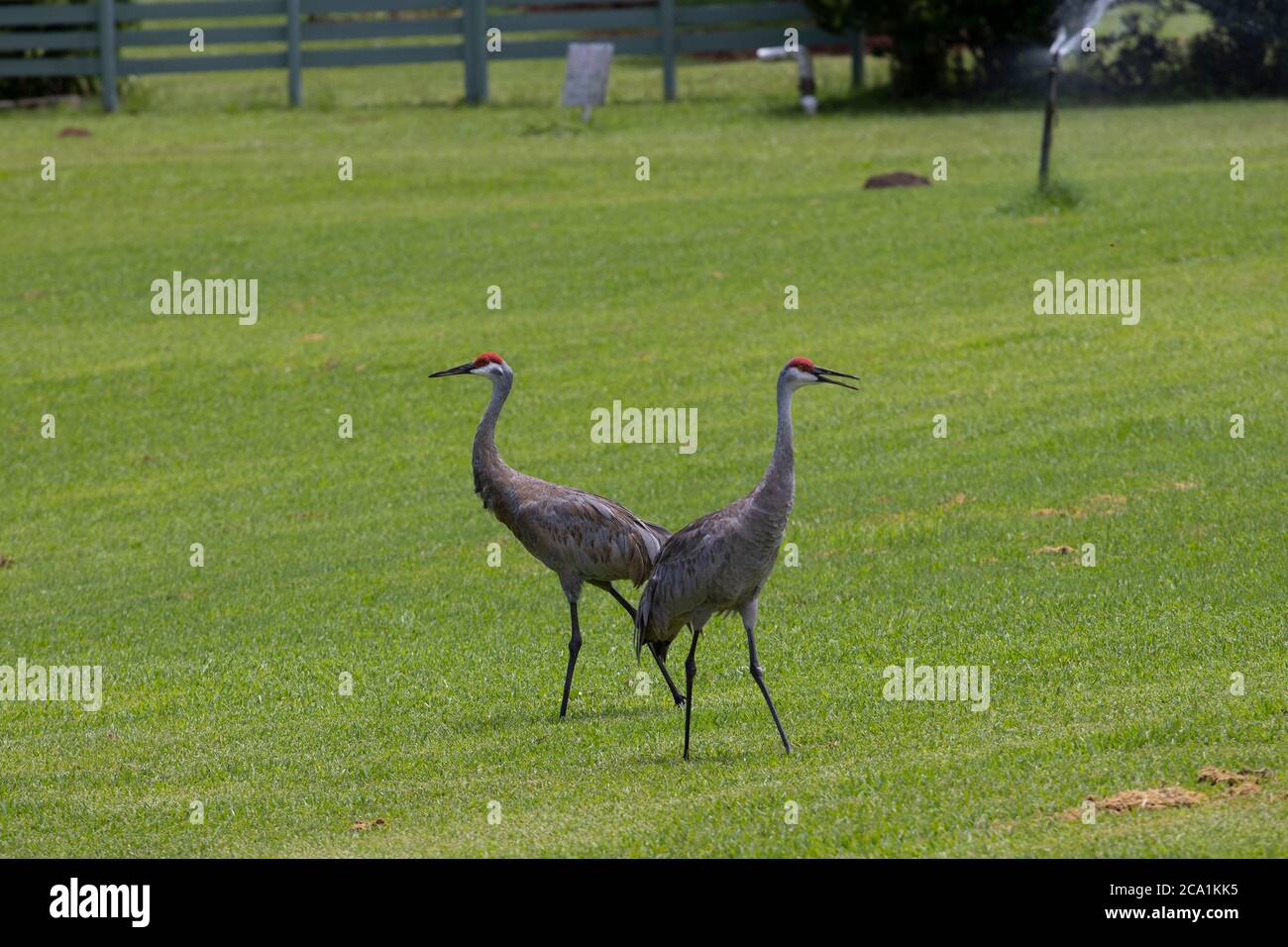 Sand Hill Cranes auf einem Golfplatz in Zentral-Florida Stockfoto