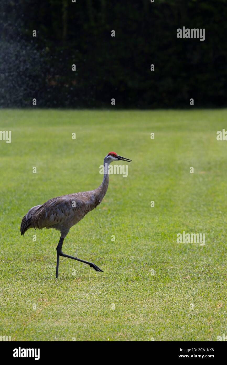Sand Hill Cranes auf einem Golfplatz in Zentral-Florida Stockfoto
