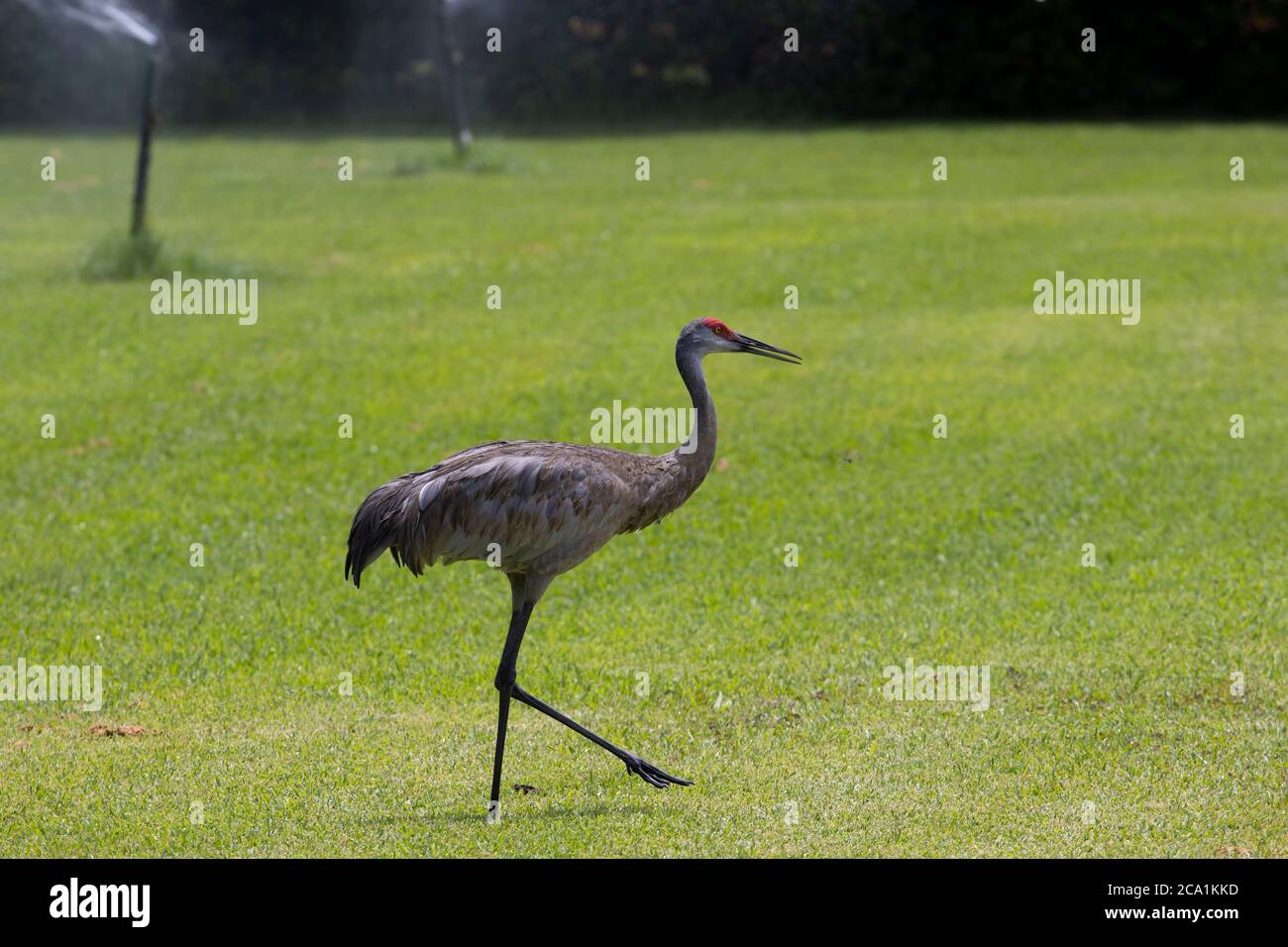 Sand Hill Cranes auf einem Golfplatz in Zentral-Florida Stockfoto